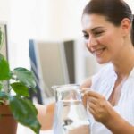 تعرف كيف ترعي النباتات المنزلية وفوائدها على الأسرة - بوابة السهم